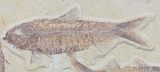 Multiple Knightia Fossil Fish Plate -x #32749-1